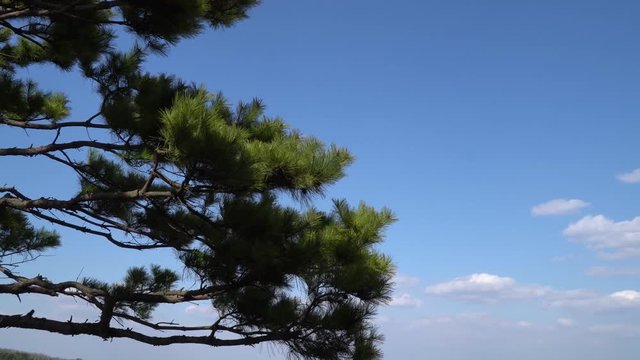 Pine tree branches waving front of blue sky filled with white clouds