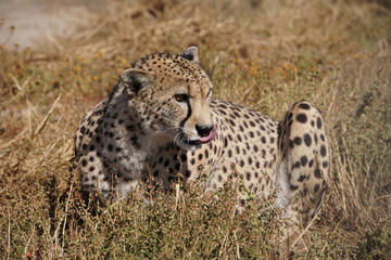 feeding Cheetah