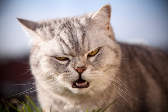 Die Britisch Kurzhaar Katze mit dem bösen Blick