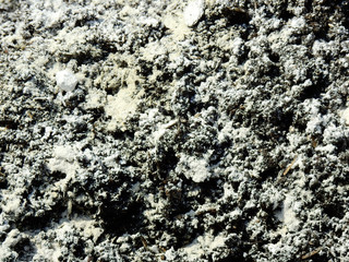 powder of lime to adjust the acid level in soil