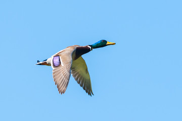 Mallard duck- drake flying in the blue sky