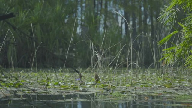 Lily plant floating on top of the water