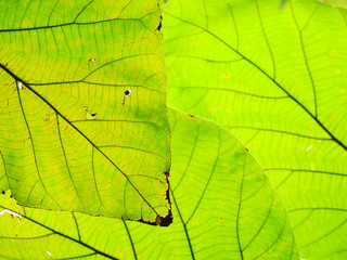 teak leaf of tree in nature
