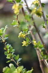 Stachelbeere mit gelben Blüten