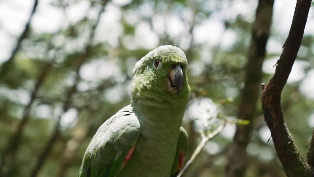 Parrot talking with tourists Amazonas Ecuador