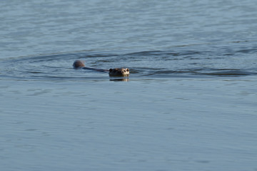 Une Loutre nage tranquillement dans la retenue d'eau du barrage d'Orellana, Extremadure, Espagne