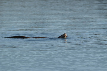 Fototapeta premium Un crabe en train de se faire dévorer par une loutre dans la retenue d'eau du barrage d'Orellana, Extremadure, Espagne