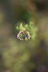 Bl&uuml;tenknospen einer Heidelbeere (Vaccinium myrtillus)