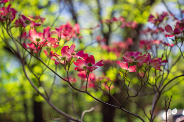 Obraz premium Pink dogwood flowers blooming in the Spring