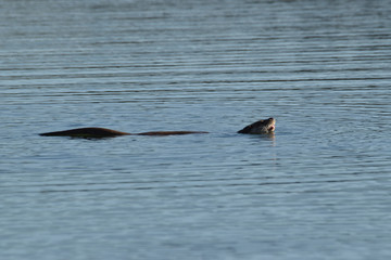 Naklejka premium Une Loutre en chasse dans la retenue d'eau du barrage d'Orellana, Extremadure, Espagne