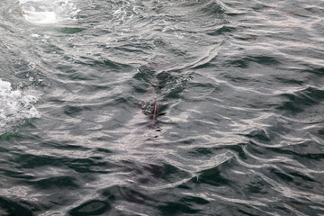 Delfin im Wasser © EinBlick