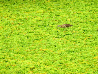 Chinese Pond Heron (Ardeola bacchus) bird on Pistia stratiotes in the pond