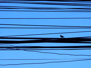 Silhouette bird on the wires with a blue sky background