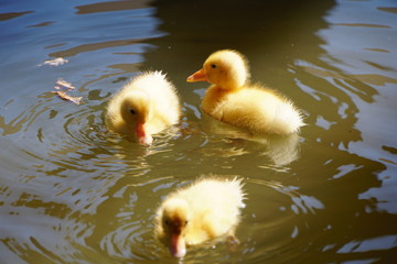 Ducklings