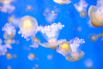 Medusas con un fondo azul