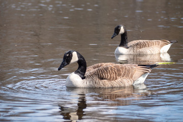 Gänse auf einem Teich