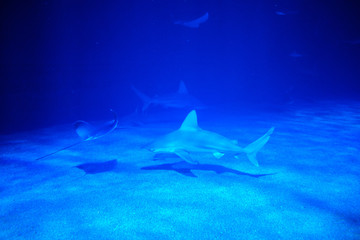Un tiburon y una raya en el fondo del océano