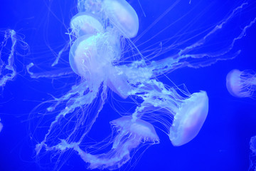 Medusas en un fondo azul