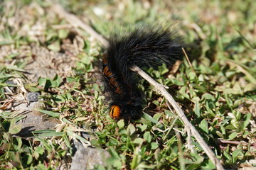 Caterpillar 