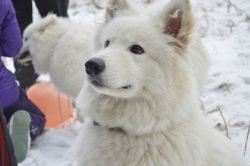 Самоедская собака (samoyed)