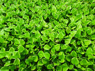 Fototapeta na wymiar Water Hyacinth cover a pond