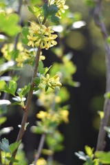 Stachelbeere mit gelben Blüten