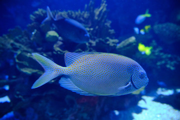 Peces en un acuario con corales alrededor