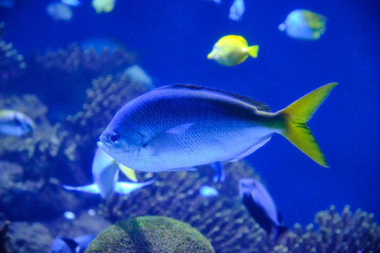 Peces En Un Acuario Con Corales Alrededor