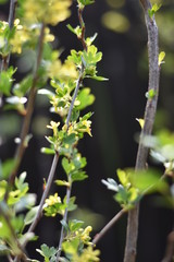 Stachelbeere mit gelben Blüten