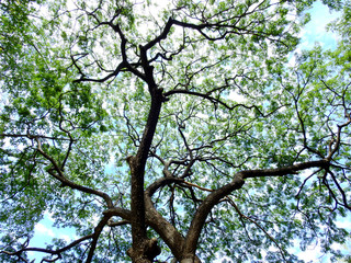 green tree in the park with sunny