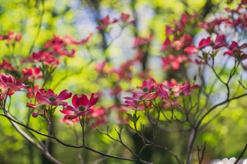 Pink dogwood flowers blooming in the Spring