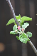 Knospen an einem Säulenapfel