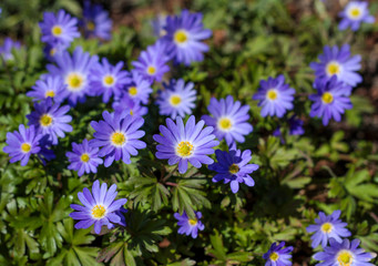 beautiful flowers in nature in the botanical garden