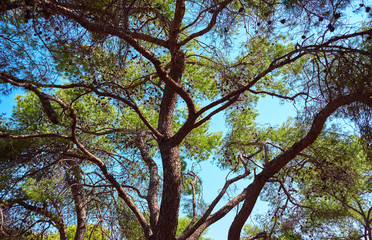 Fototapeta premium Branches of a coniferous tree against the sky