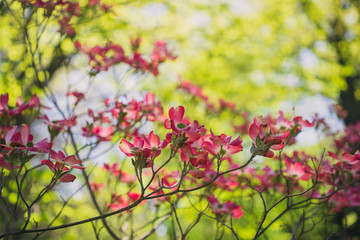 Obraz na płótnie Canvas Pink dogwood flowers blooming in the Spring