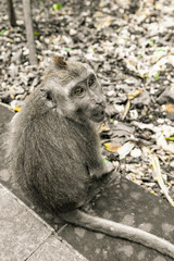Monkeys in the forest in Ubud, Bali