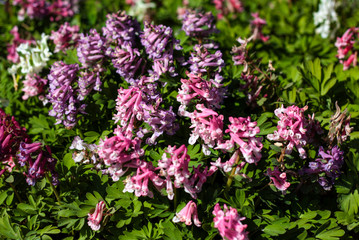 beautiful flowers in nature in the botanical garden