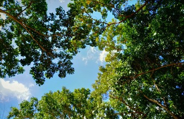 Obraz premium Under the shade of Trees