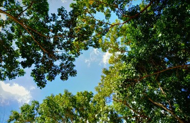 Under the shade of Trees