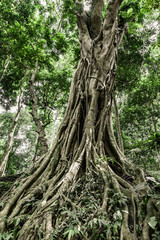 Obraz premium Monkey Forest in Ubud, Bali