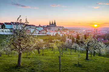 View over Prague skyline with from Petrin hill at spring - obrazy, fototapety, plakaty