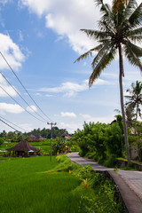 Views of Ubud Province in Bali
