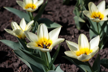 beautiful flowers in nature in the botanical garden