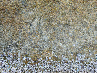 Oyster shells on rock