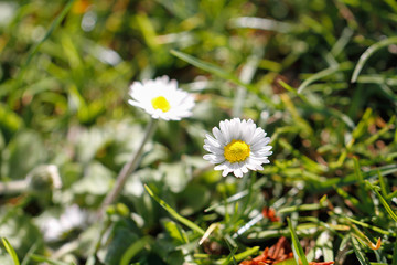 Obraz premium weiße Blüte auf Wiese im Frühling