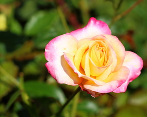 A beautiful multicolored rose bloom on blurred natural background. Rose in mid-summer at garden in sunny day