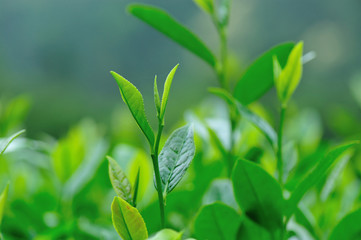 Growing green tea plants in spring mountains