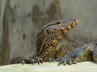 face of water monitor (Varanus salvator) closeup