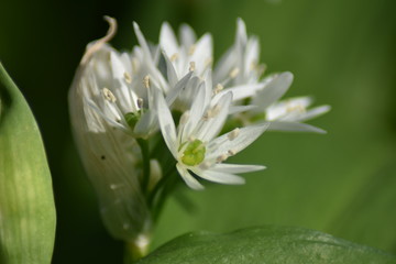 Bl&uuml;hender B&auml;rlauch (Allium ursinum) - B&auml;rlauchbl&uuml;ten