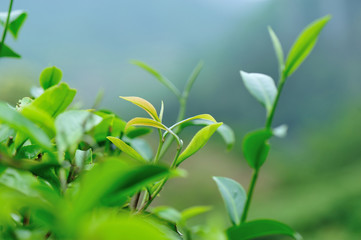 Fototapeta na wymiar Growing green tea plants in spring mountains